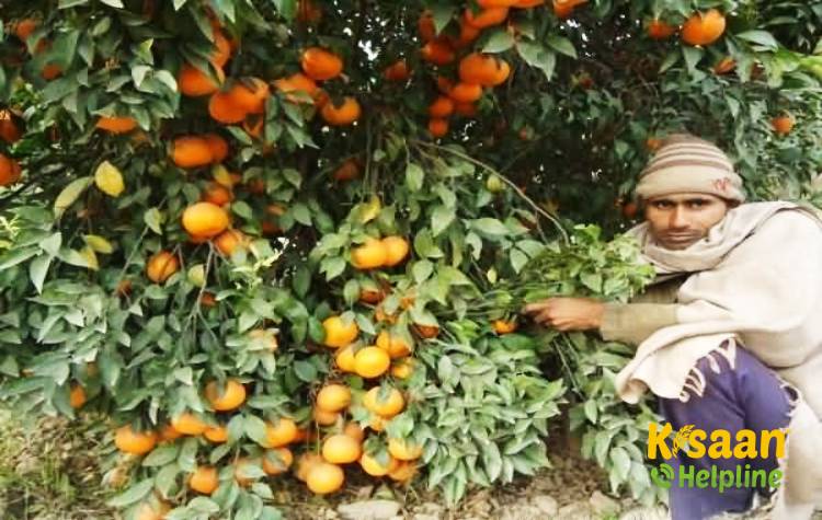 Local (लोकल)