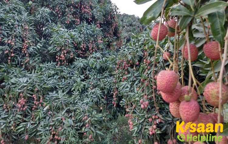 Ajhauli (अजौली)