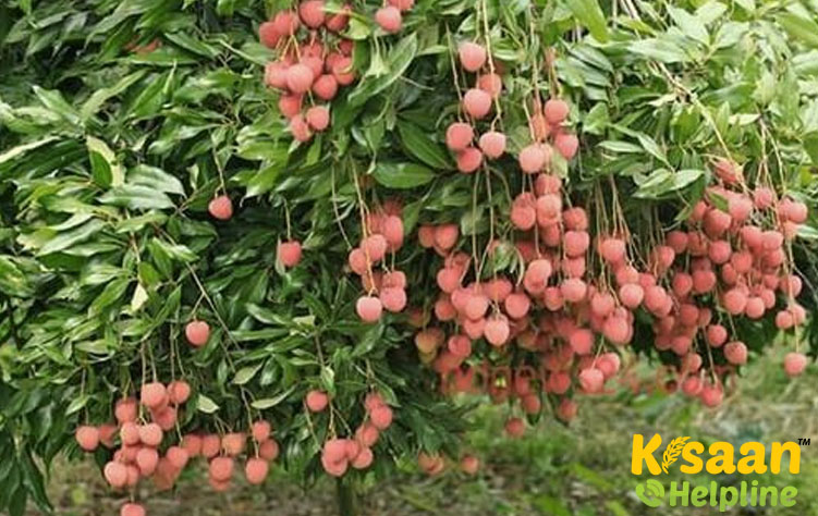 Bedana (बेदना)