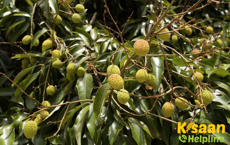 China (चाइना)