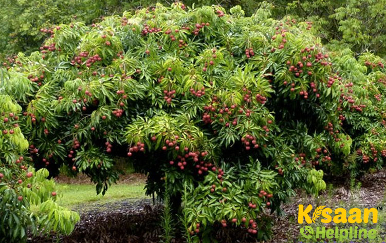 Dehar Dun (देहर दून)