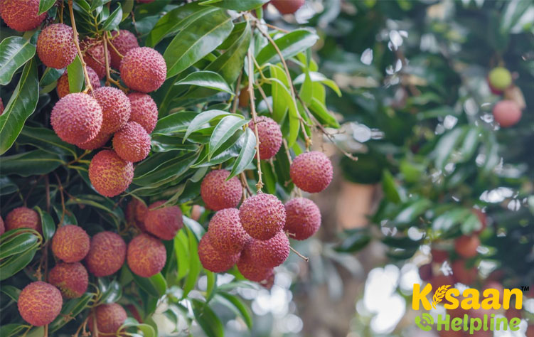 Dehra Rose (देहरा रोज़)