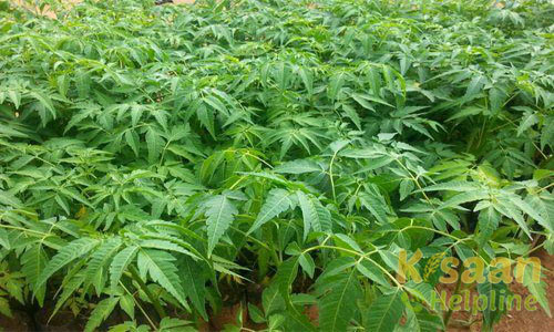 Malabar Neem (मालाबार नीम)