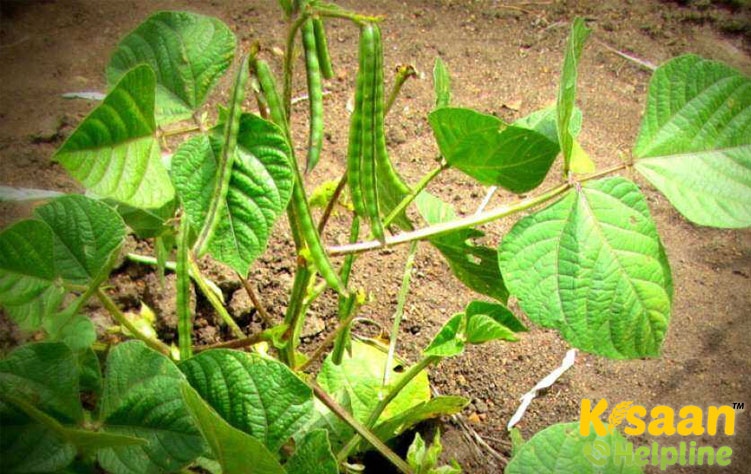 VBN (Gg) 3 वीबीएन