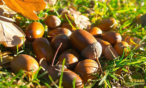 Moringa Tree (सहजन )