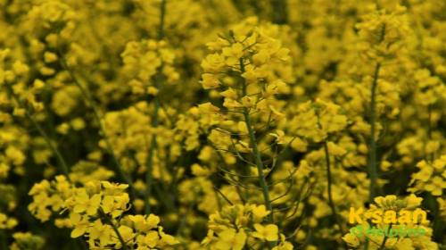 Pusa Bahar (पूसा बहार)