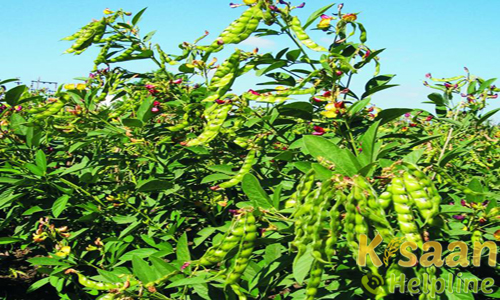 आई.सी.पी.एल.-87119 (आषा 1993)