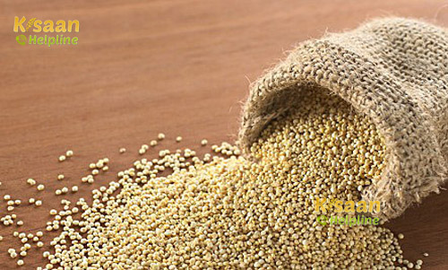 Quinoa Seeds