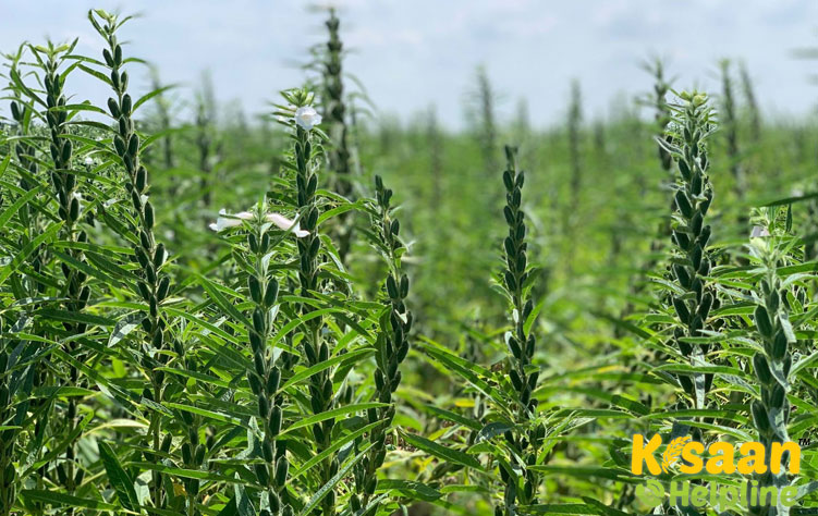 TMV 3 (टीएमवी 3)