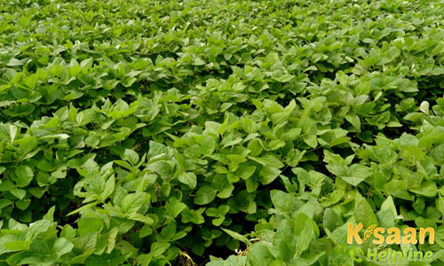 Soybean JS 9560 (सोयाबीन)