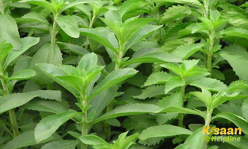 Stevia (स्टीविया)