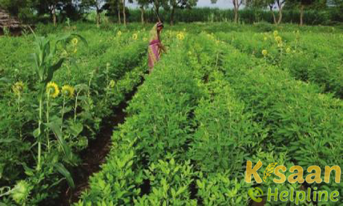 जे.के.एम.189 (2006) 