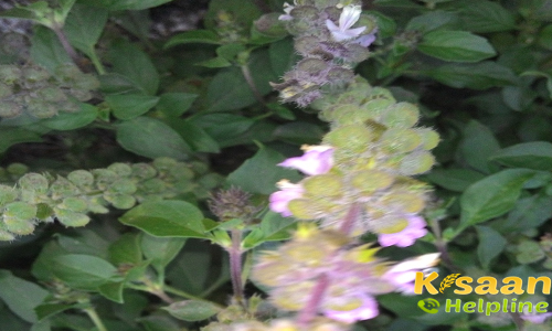 Tulsi  (तुलसी)