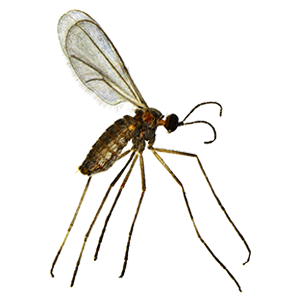 Cecidomyiidae Fly (????? ???)