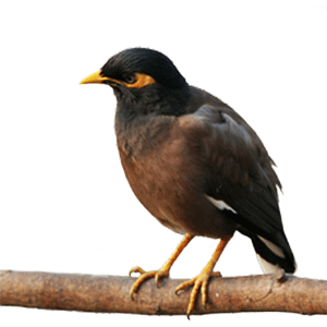 Common myna (????)
