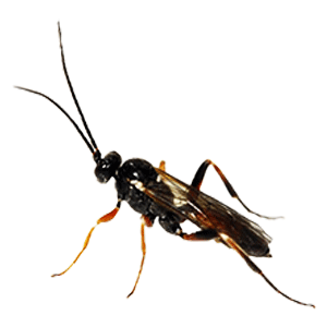 Cotesia spp. (Family Braconidae)