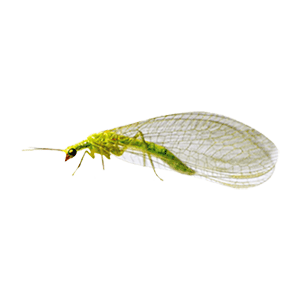 Green Lacewings (???? ??????)