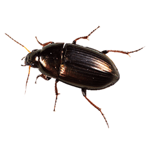 Ground Beetles (??????? ????)