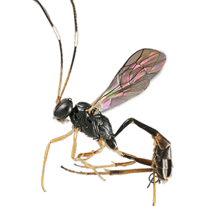Ichneumon wasp