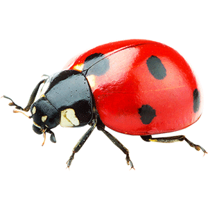 Ladybug (इंद्रगोप)