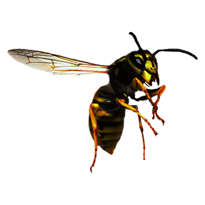 Microplitis demolitor