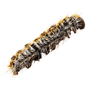 Pentatomide eats caterpillar