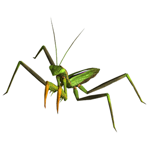 Praying Mantid (???????? ???)