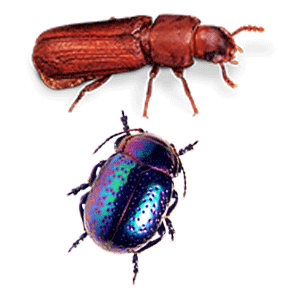 Red and Blue beetles (Dicranolaius bellulus)