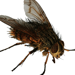 Tachinid Flies