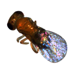 Trichogramma laying eggs in lepidoptera