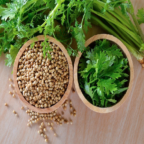 Dhania - Coriander