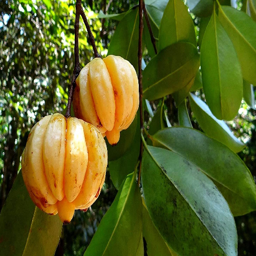 Garcinia gummi-gutta