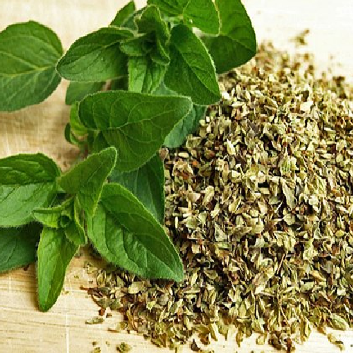 Oregano