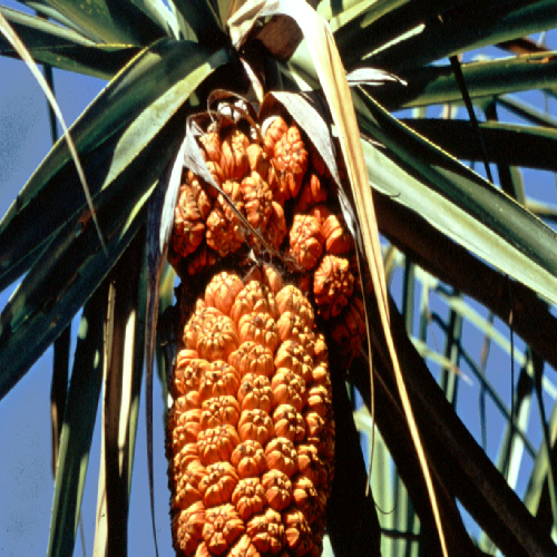 Pandanus (Screwpine)
