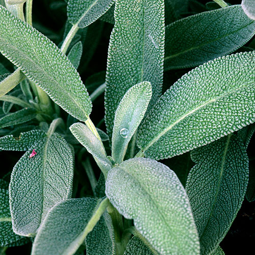 Sage