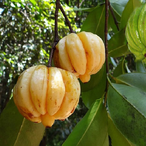 malabar Imli - Tamarid