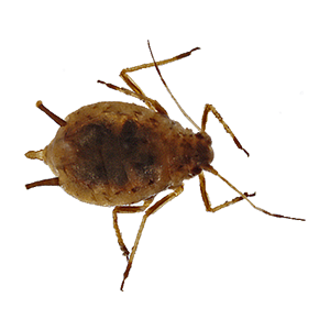 Aphis gossypii aphid (माहो)
