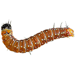 Choristoneura fumiferana (ईल्ली)
