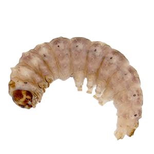 Earias vittella spotted Bollworm (चित्तीदार इल्ली)