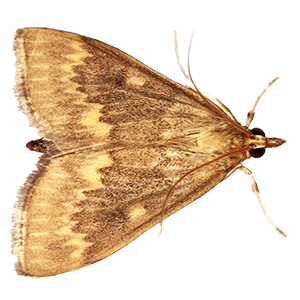 European corn borer (Ostrinia nubilalis)