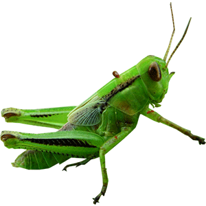 Grasshopper (टिड्डी)
