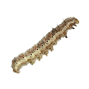 Helicoverpa (चना फल छिद्रक)
