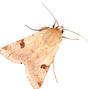 Heliothis