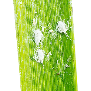 Mealybug (मिलीबग)

