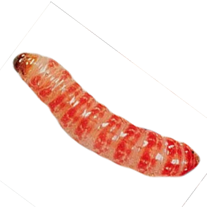 Pink Bollworm (गुलाबी इल्ली)
