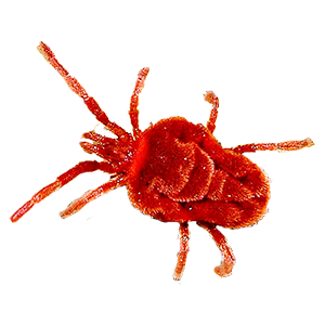 Red Spider Mite (लाल मकड़ी)
