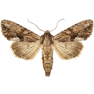 codling moth (Cydia pomonella)