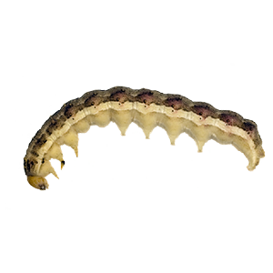 cotton bollworm (Helicoverpa armigera)- कपास सुंडी