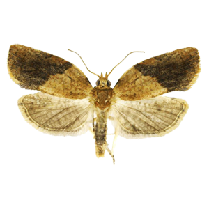 lightbrown apple moth (Epiphyas postvittana)