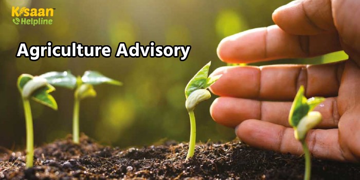 कृषि विशेषज्ञों ने वर्तमान समय को देखते हुए जारी की कृषि एडवाइजरी, इन बातों का रखें विशेष ध्यान